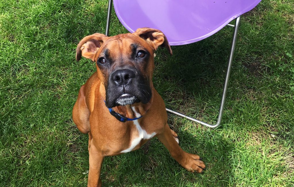 Brown Dog sitting near purple chair