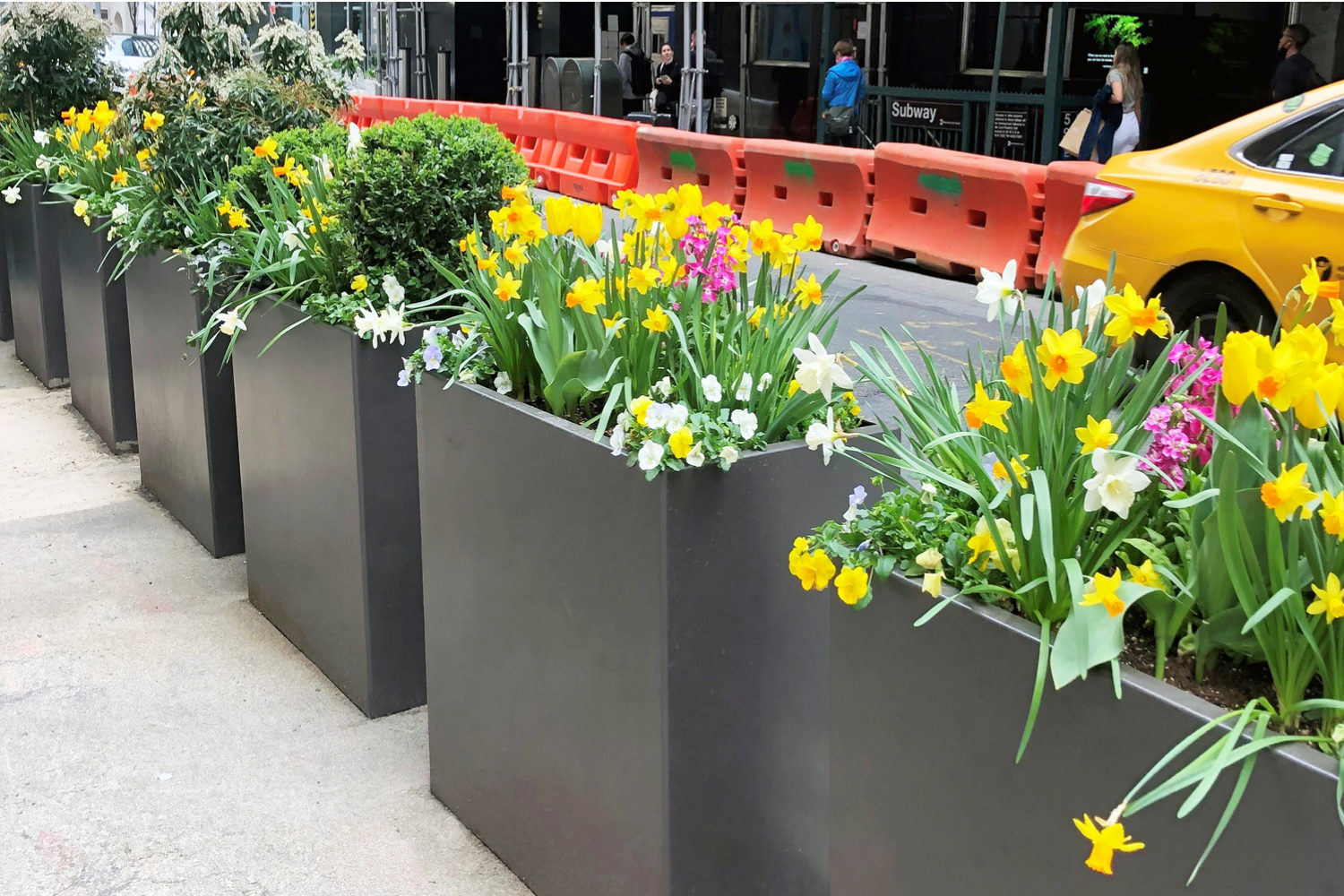 1500-planters_5th-avenue 1500 series planters line 5th avenue in NYC