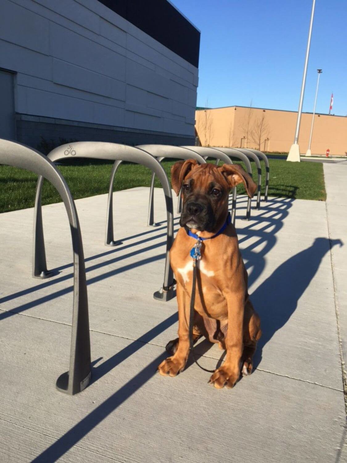 HOME_INSTALLATIONS_BIKE RACKS_Tsawassen Mills Mall w Floyd_1600 Bike Racks Boxer (Dog) beside bike racks