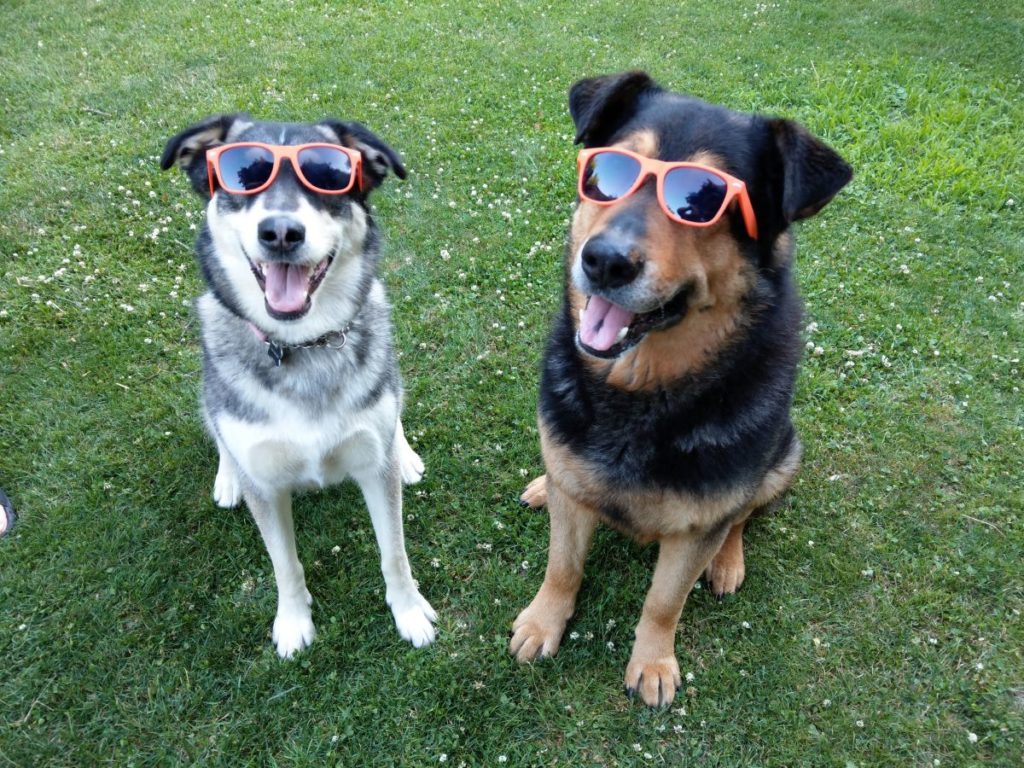 Two Dogs Wearing Glasses
