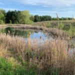 Pond with tall grasses and trees surounding