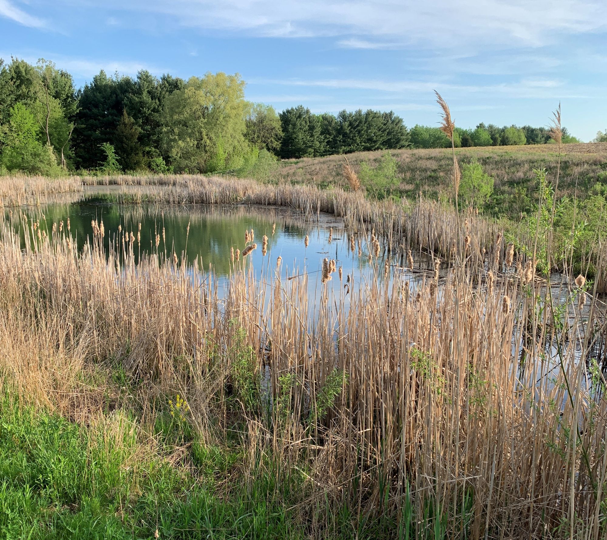 Pond with tall grasses and trees surounding