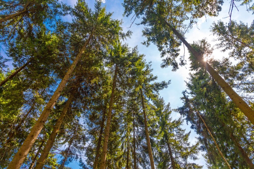 Treetops and blue sky