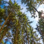 Treetops and blue sky