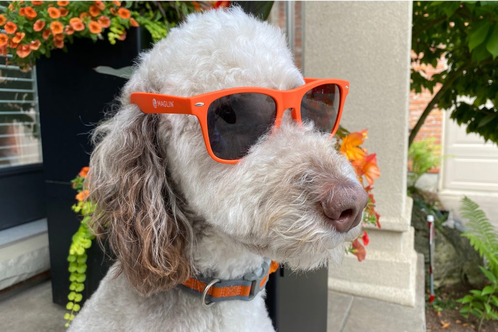 Sunglasses-dog-1 White dog wearing orange sunglasses