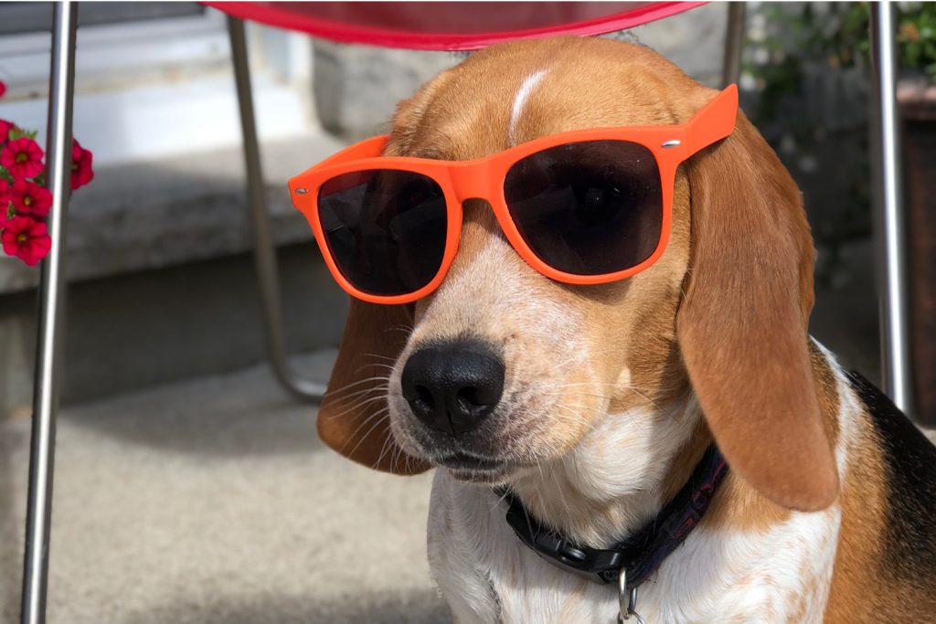 Sunglasses-dog-2 Beagle wearing orange sunglasses