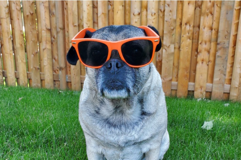Sunglasses-dog-3 Pug wearing orange sunglasses sitting on lawn