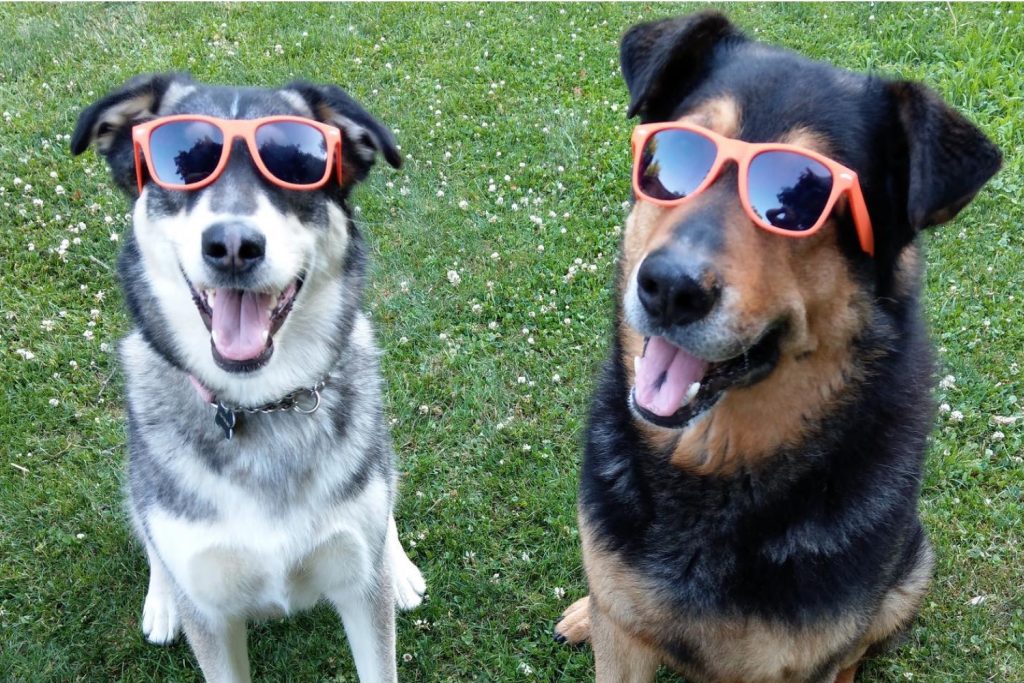Sunglasses-dog-4 Dogs wearing orange sunglasses sitting on lawn