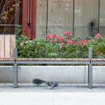 Maglin Ogden bench with two pigeons underneath