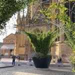 Urban Canopee Corolle with lush greenery against historic buildings