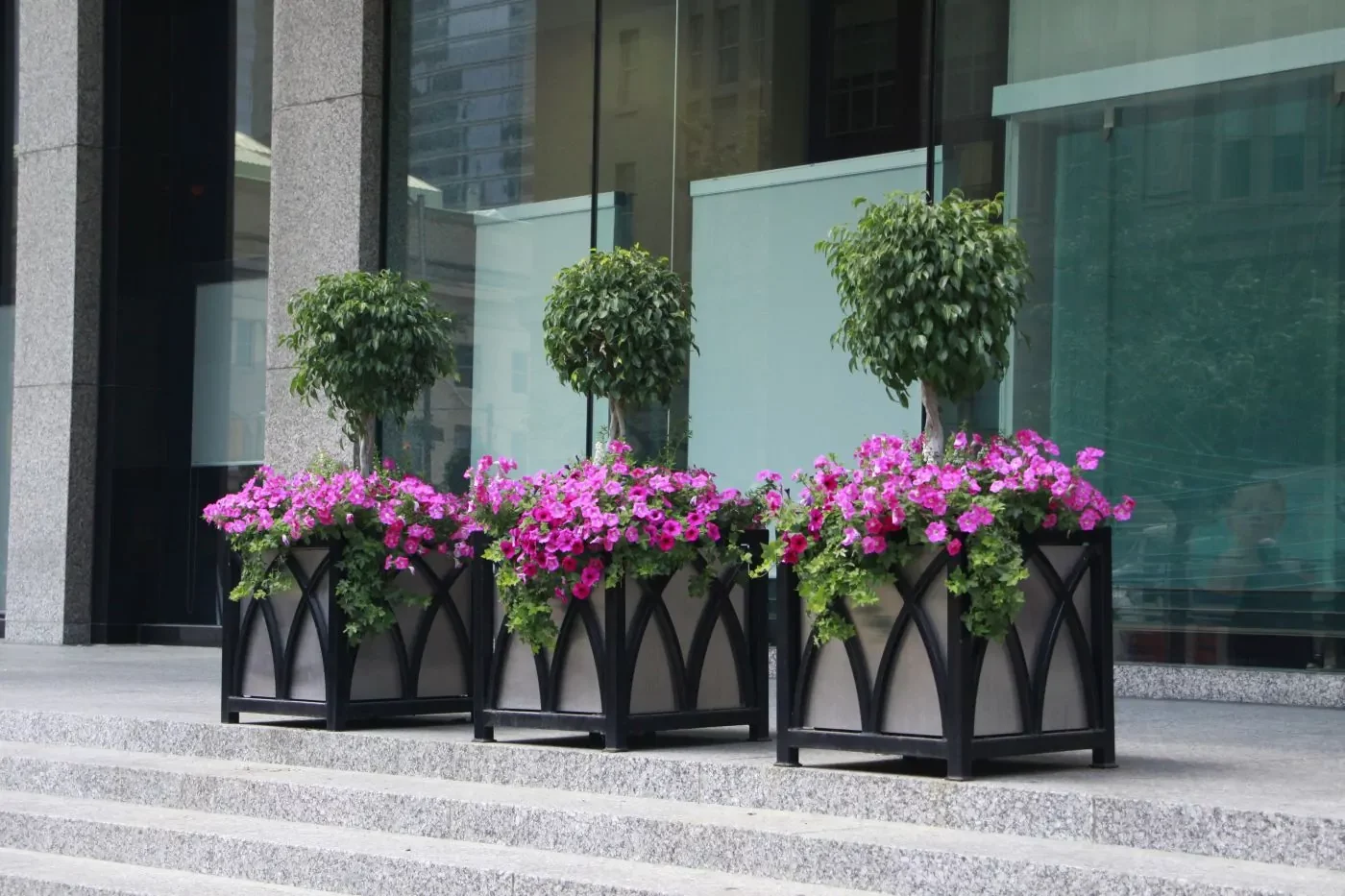 Three large planters with round green trees and purple flowers sit on stone steps outside a modern glass building.