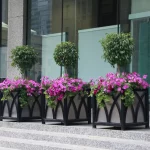 Three large planters with round green trees and purple flowers sit on stone steps outside a modern glass building.