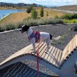 Jewel, a small white and black mixed breed dog stands on a Maglin 720 Chaise lounge next to a pond.