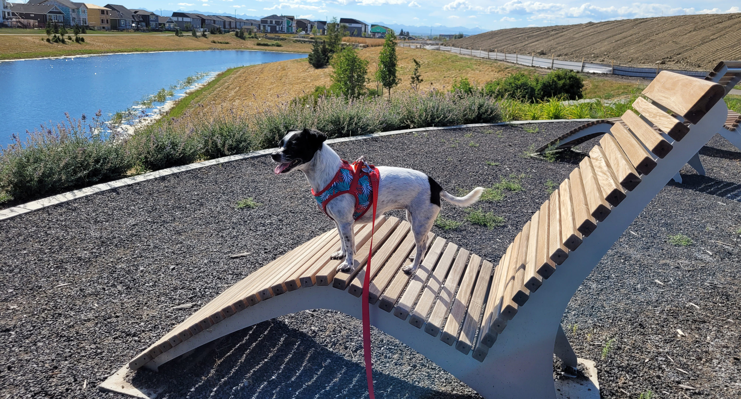 jewel-720-lounge Jewel, a small white and black mixed breed dog stands on a Maglin 720 Chaise lounge next to a pond.