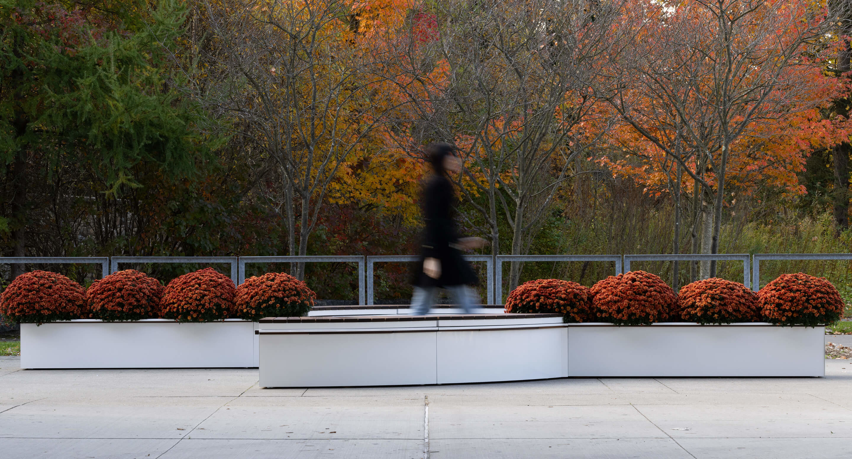 maglin_canoe-planters_1 A person walks past white benches with orange potted flowers in front of trees with autumn foliage.