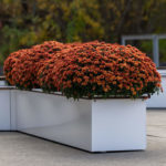Clusters of orange chrysanthemums are planted in a long, rectangular white planter on a concrete surface with greenery in the background.