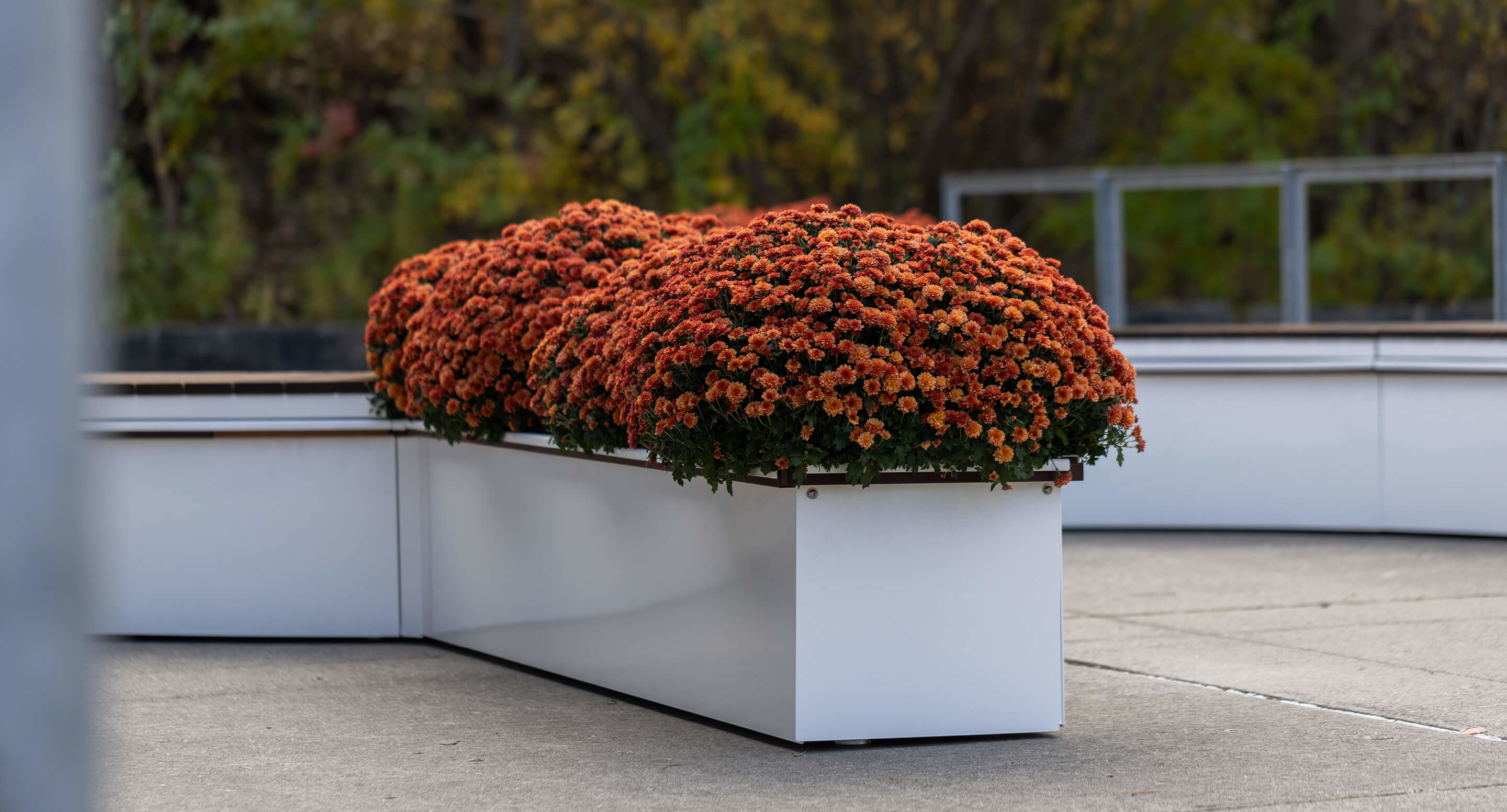 maglin_canoe-planters_3 Clusters of orange chrysanthemums are planted in a long, rectangular white planter on a concrete surface with greenery in the background.