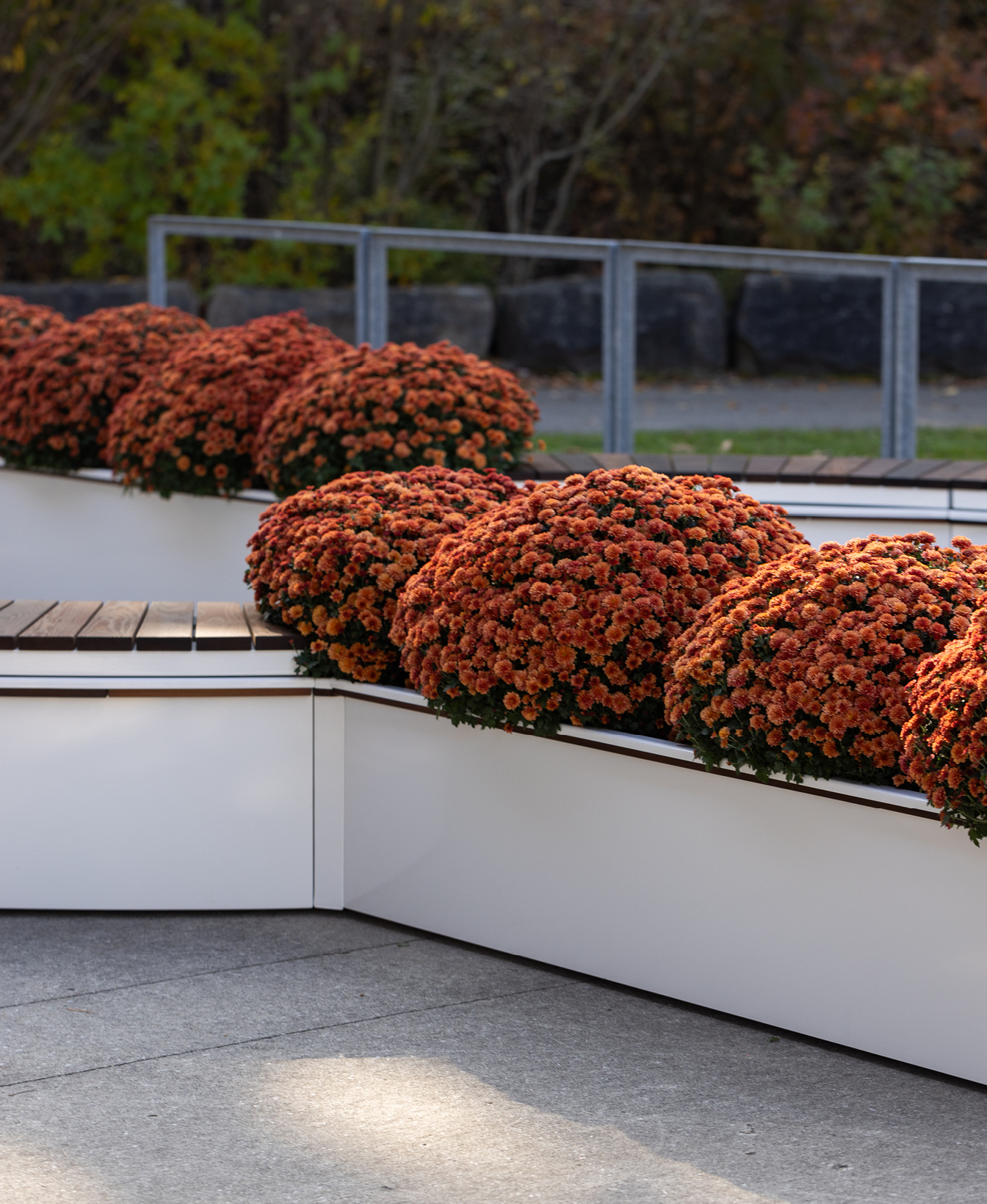 Clusters of orange chrysanthemums are displayed in CANOE Planters with wooden seating on a paved outdoor area, framed by a metal railing in the background.