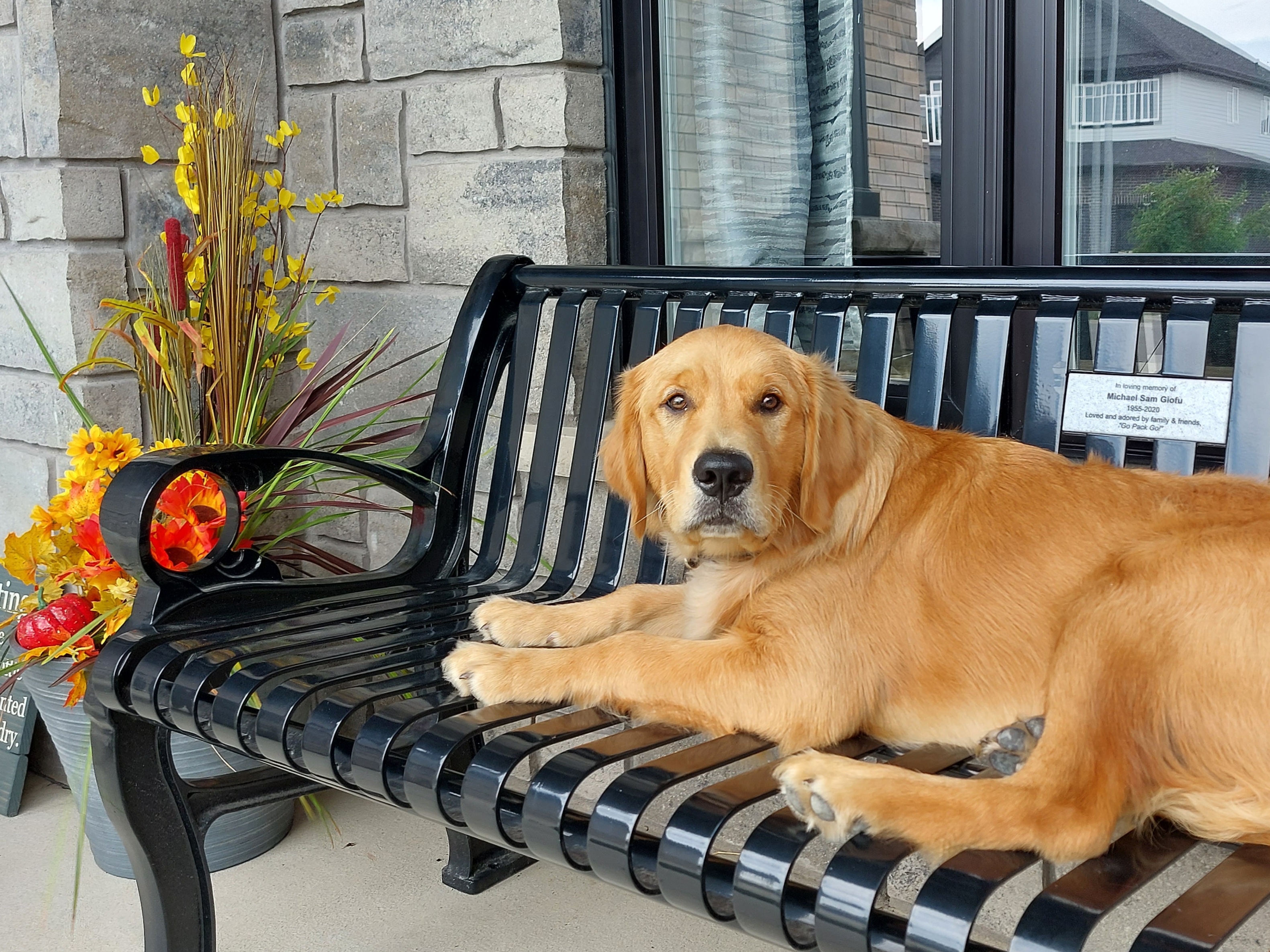 A golden retriever lies on a black metal bench in front of a stone building, with a flower arrangement to the left.