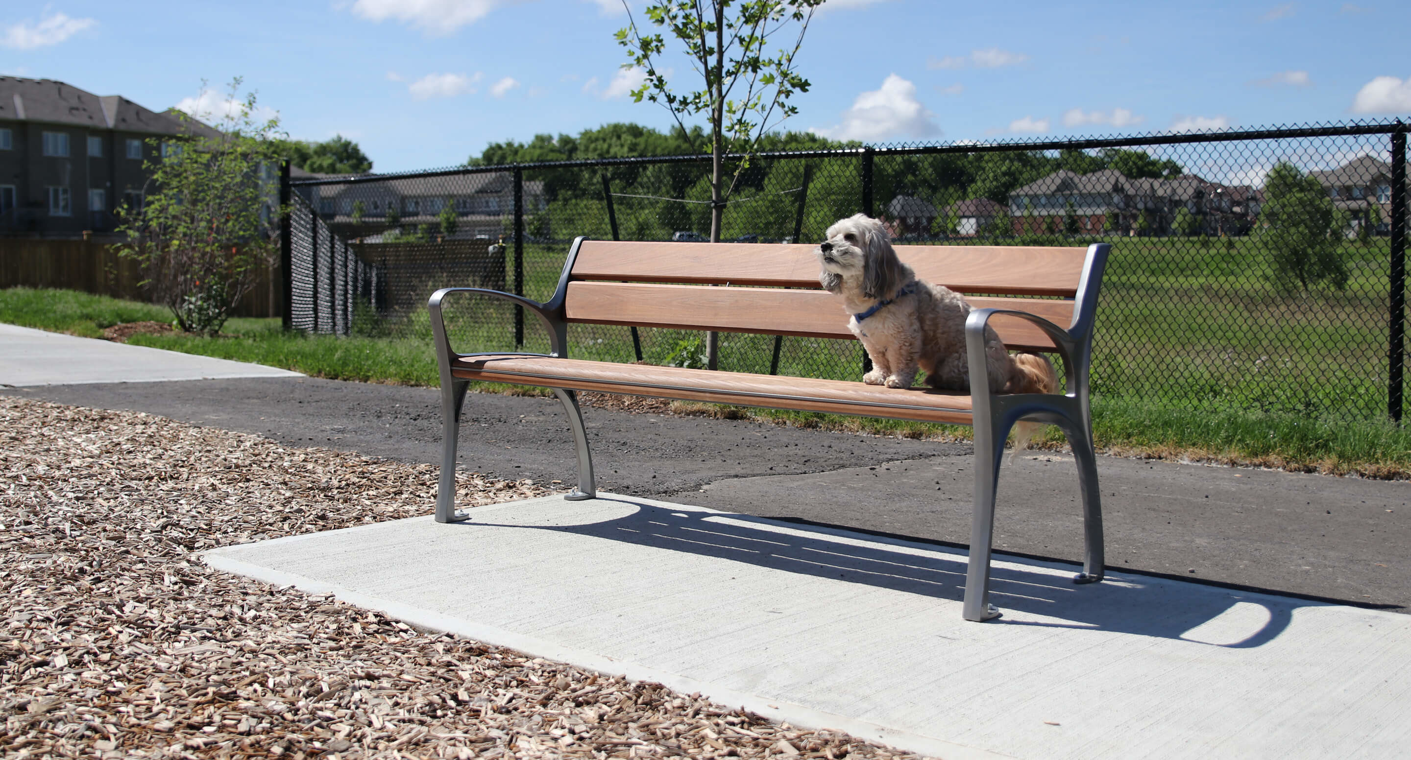 A small dog sits alone on a wooden bench beside a paved path in a park, with grass, a tree, and a fence in the background.