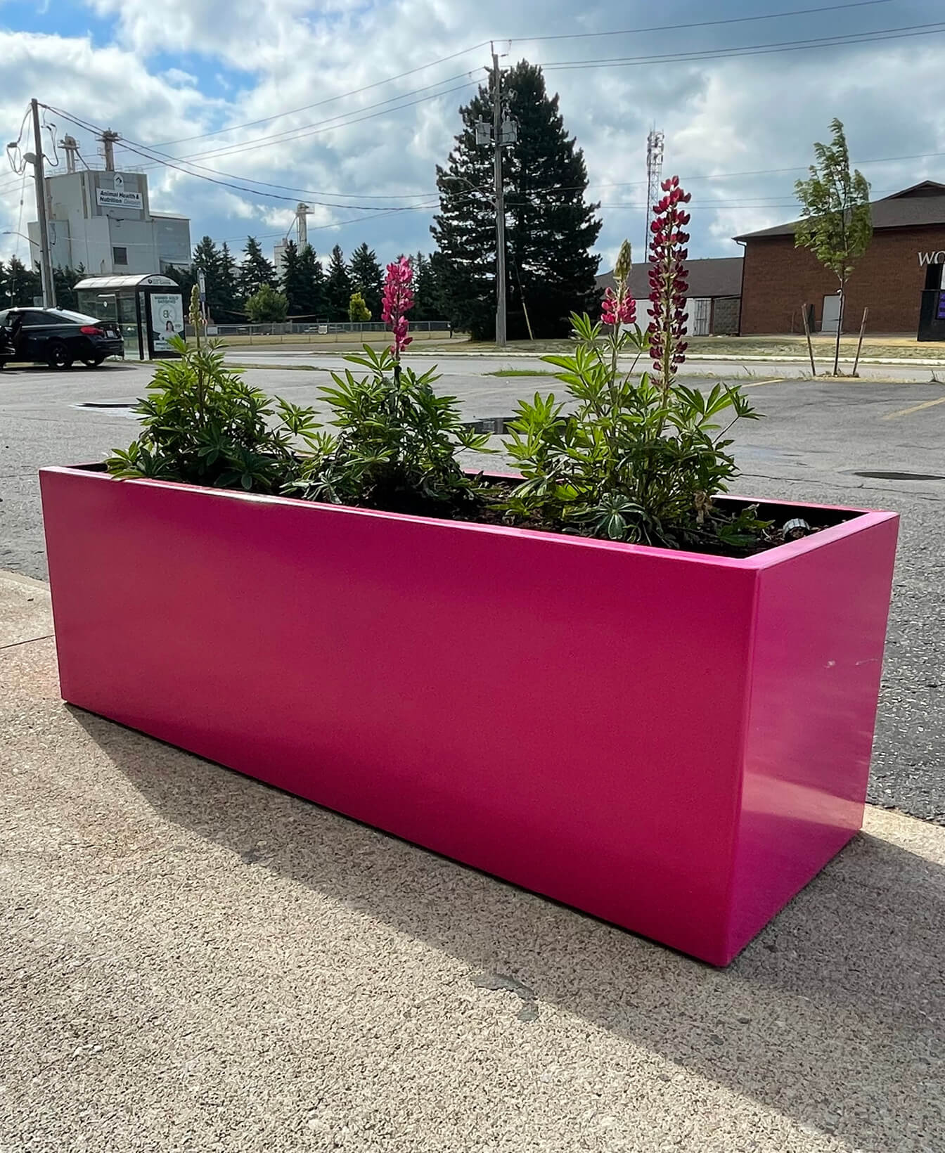 A 1500 Planters bright pink rectangular planter filled with green plants and tall pink flowers sits on a sidewalk by the street.