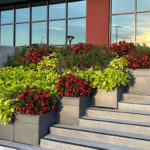 Gray planters with green and red flowering plants arranged along concrete steps beside a modern building with large windows reflecting the sunset.