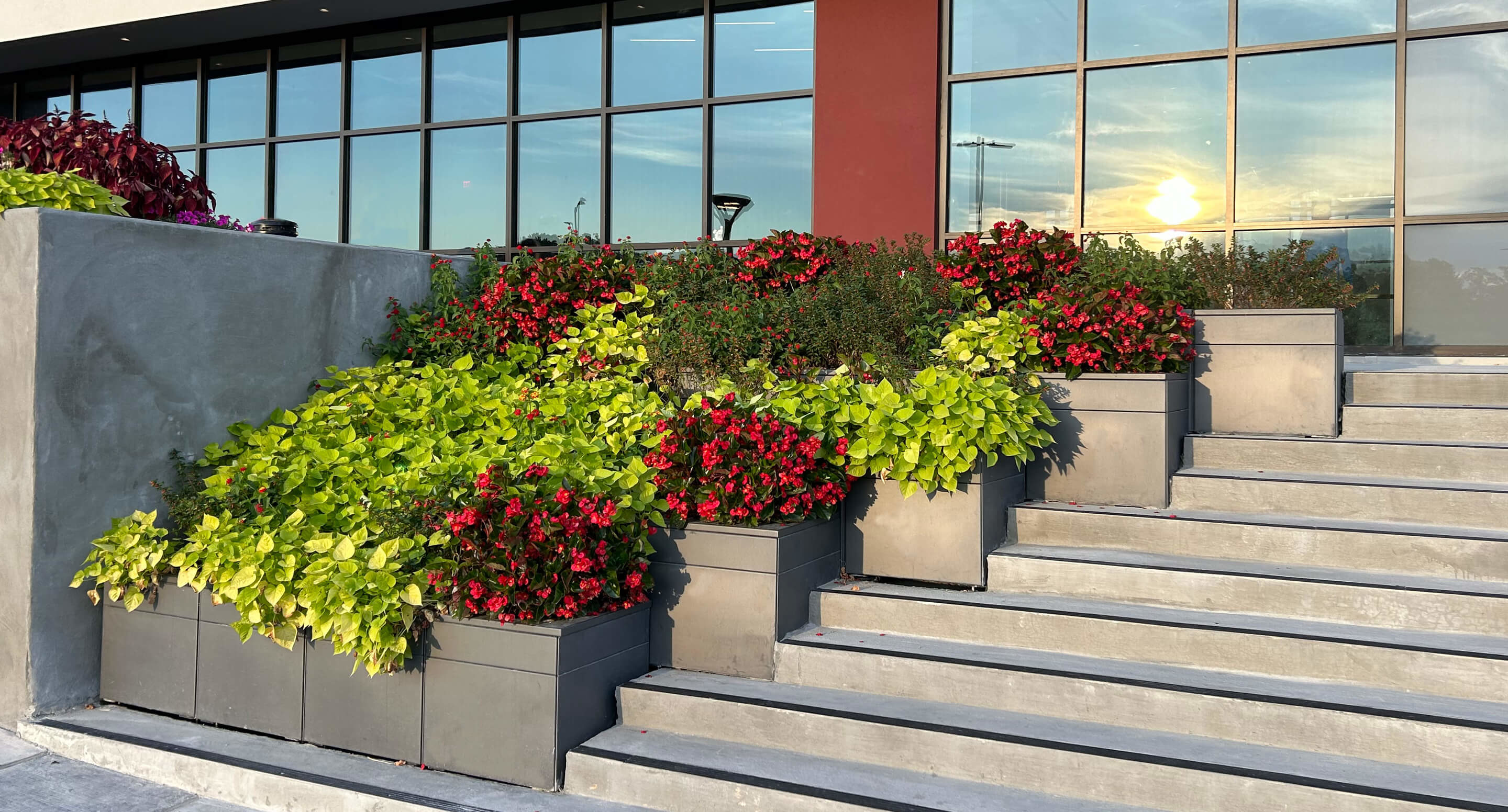 maglin_pixel-planters_1 Gray planters with green and red flowering plants arranged along concrete steps beside a modern building with large windows reflecting the sunset.