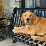 A golden retriever lies on a black metal bench next to a pot of orange and yellow artificial flowers, with stone walls and windows in the background.
