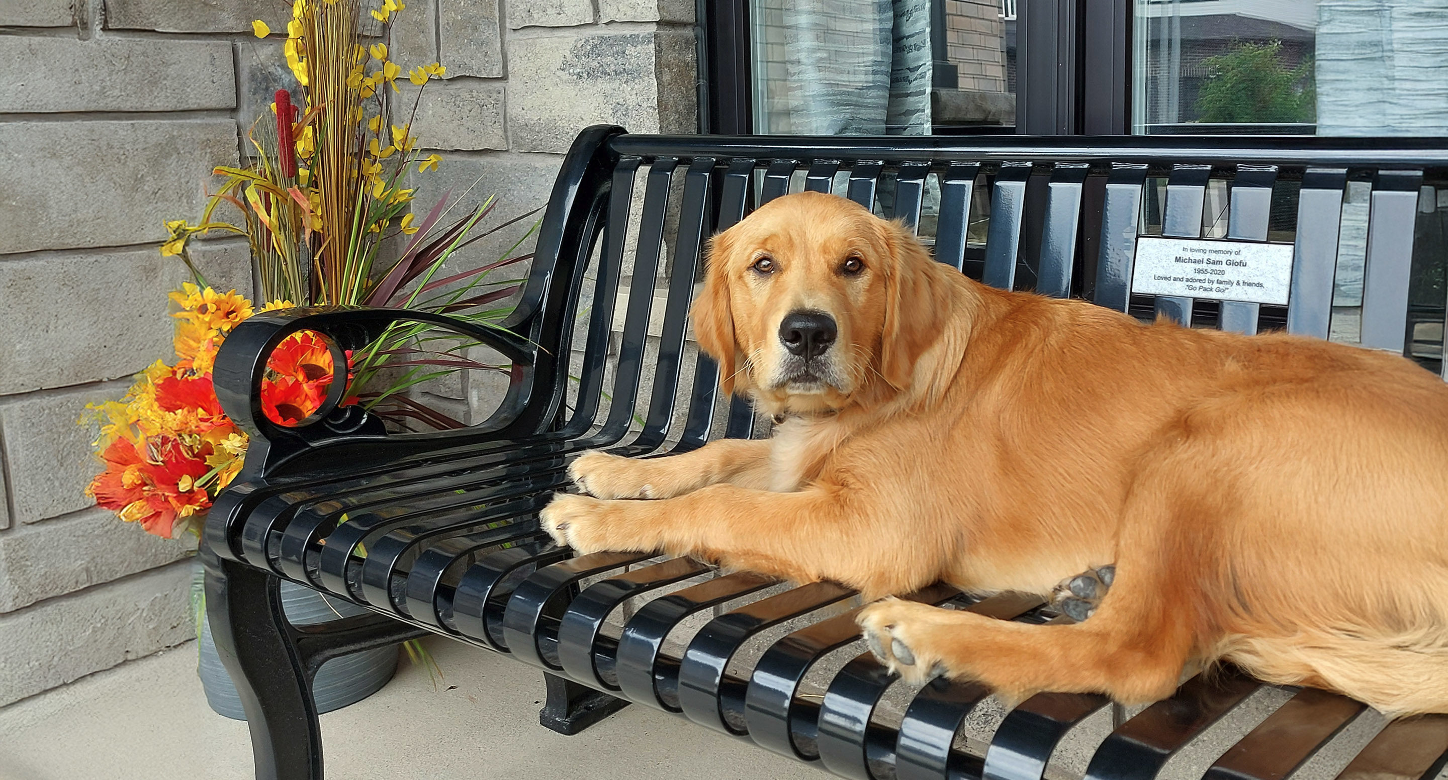 A golden retriever lies on a black metal bench next to a pot of orange and yellow artificial flowers, with stone walls and windows in the background.