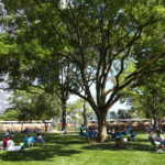 People are sitting on chairs scattered across a grassy park under large trees, with city buildings visible in the background.