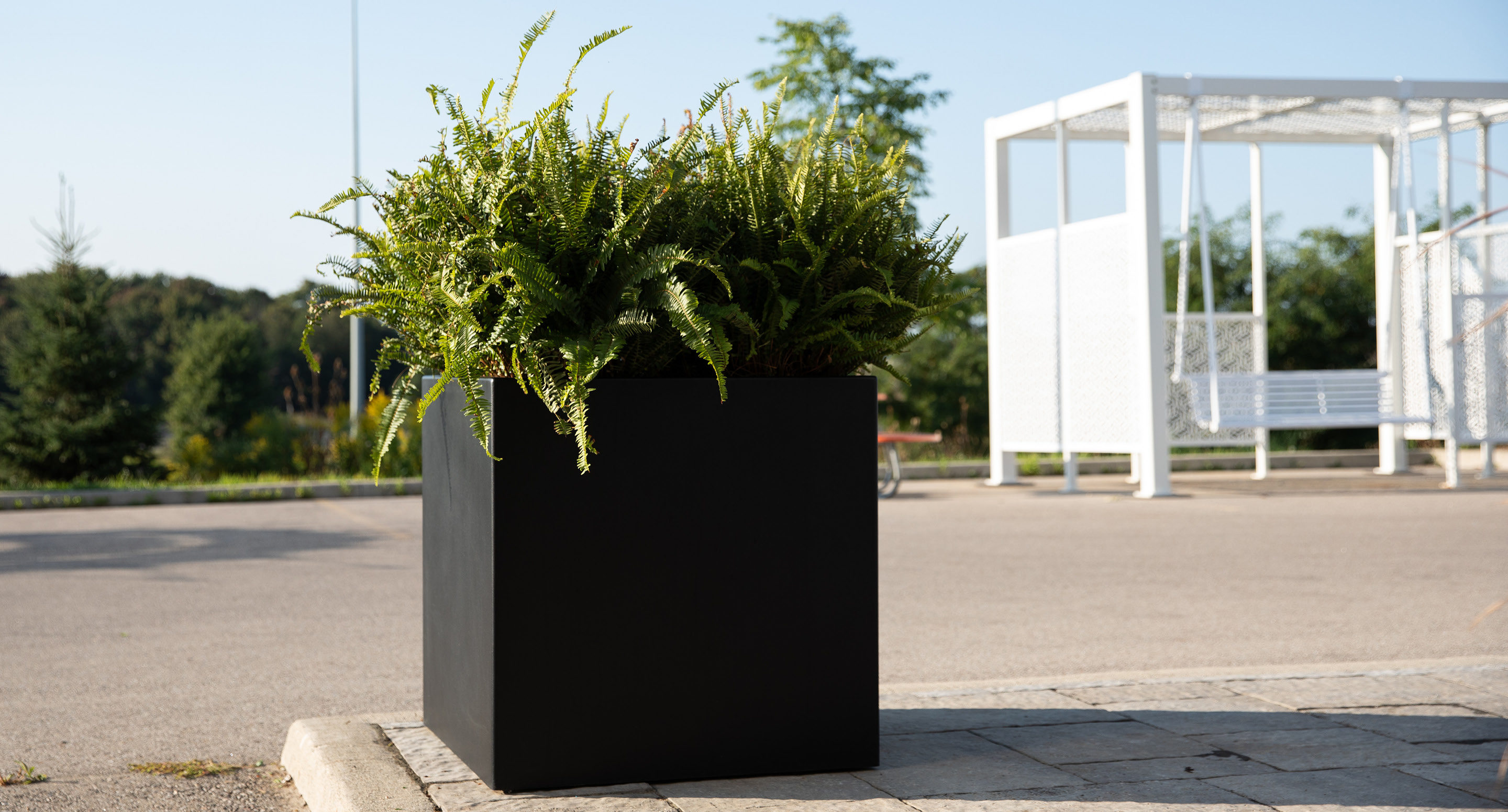 A large black square planter with lush green ferns sits on a paved area outdoors, with a white metal structure and trees visible in the background.