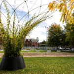 A large potted plant with tall, arching vines is in a grassy park area, surrounded by trees, a fence, and nearby buildings under a partly cloudy sky.