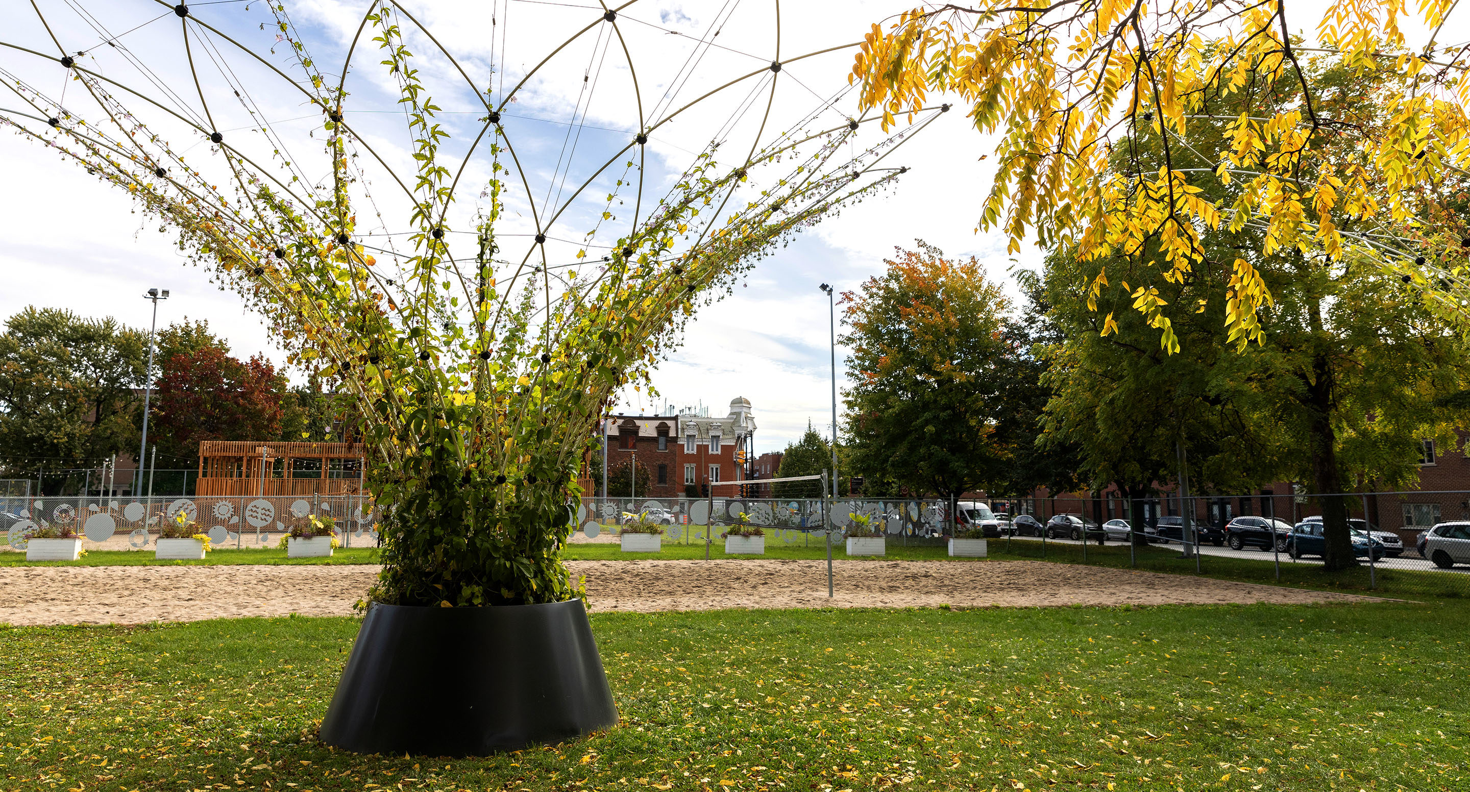 A large potted plant with tall, arching vines is in a grassy park area, surrounded by trees, a fence, and nearby buildings under a partly cloudy sky.