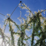 Structure métallique géométrique recouverte de vignes vertes feuillues et de fleurs blanches, sur fond de ciel bleu clair. Un badge indique 