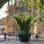 Three Maglin Corolles - large potted plants with shade trellises stand in a cobblestone square near a historic stone building. A few people walk and sit nearby. An award badge overlays the image on the right reads 