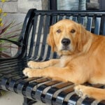A golden retriever lies on a black metal bench next to a pot of artificial fall flowers near a stone building.