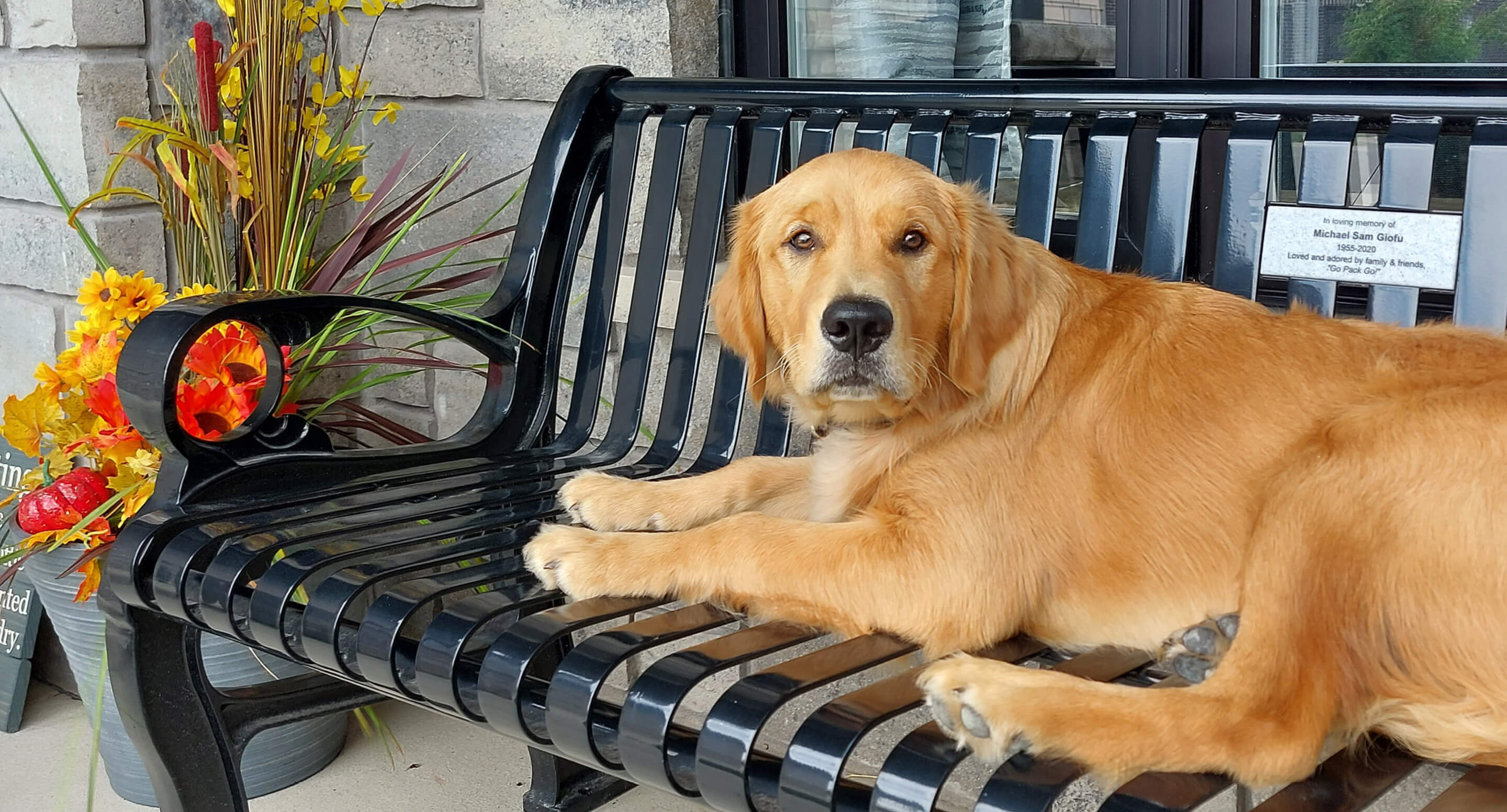 A golden retriever lies on a black metal bench next to a pot of artificial fall flowers near a stone building.